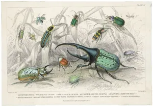 Drucke von Der Herkules-Käfer (SCARABAEUS TITYUS) und andere, die in ihrem natürlichen Lebensraum dargestellt werden Skarabäus-Käfer Drucke: Riesenkäfer usw