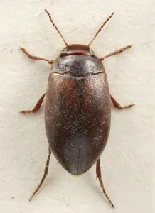 Drucke von Enthüllte Aufnahme eines Taucherkäfers (Hydroporus rufifrons). Sammlungsstück im Naturhistorischen Museum, Abteilung Insektenbiologie Käfer Drucke: Hydroporus rufifrons, Taucherwanzen