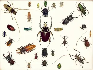 Käfer Drucke: Viele Käfer specimen
