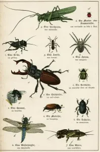 Käfer Drucke: Viele Käfer 1848