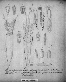 Kopffüßer Drucke: Belemnites
