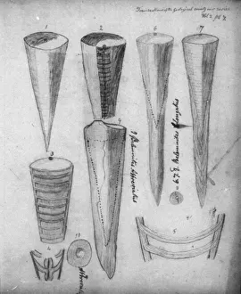 Belemnites