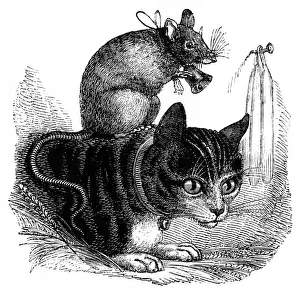 Drucke von Bellings der Katze Ein Maus mit einem Glockenring um den Hals sitzt auf dem Rücken einer Tabattatze, die auch eine Glocke trägt Äsop Drucke: Die Katze beschneiden