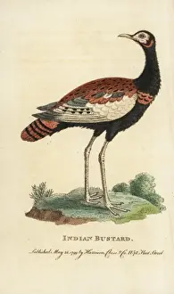 Bengalschnepferling, Houbaropsis bengalensis