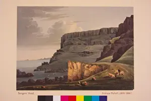 Kopf von Bengalen