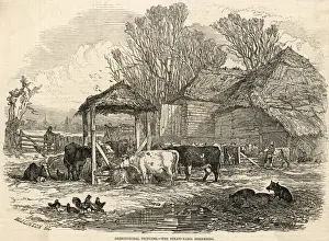 Farming In Britain Drucke: Berkshire Straw Yard