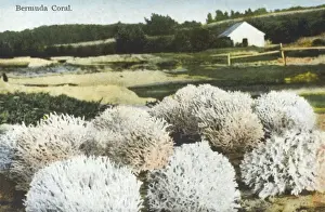 Bermudas Korallen
