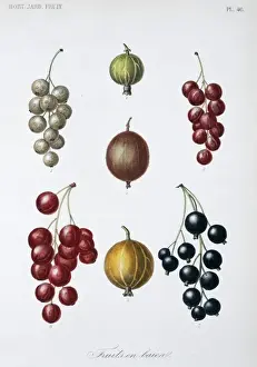 Angiosperm Flowering Plants Drucke: Berry Fruit