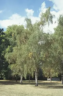 Dicotyledonous Angiosperms Drucke: Betula pendula, silver birch