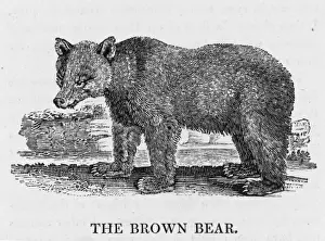 Drucke von Bewick beschreibt den Braunbären als wilde und einsamtierende Tiere Thomas Bewick Drucke: Brunswurzelbär