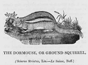 Bewick Prints Drucke: Bewick / Chipmunk