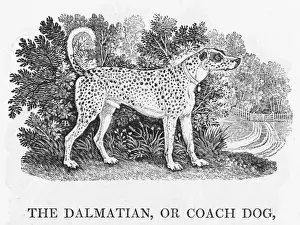 Dalmatian Breed Drucke: Bewick Dalmatian