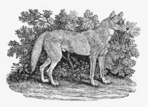 Whipsnade Zoo Animals Drucke: Bewick Dingo