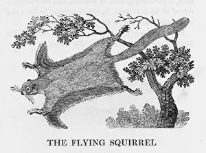 Bewick Prints Drucke: Bewick / Flying Squirrel