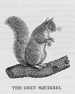 Bewick Prints Drucke: Bewick / Grey Squirrel