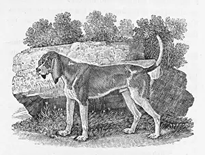 Rare Dog Breeds UK Drucke: Bewick Hound