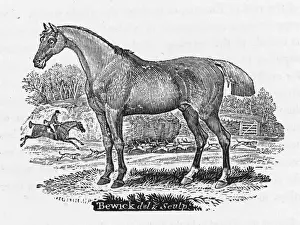 Thomas Bewick Artwork Drucke: Bewick Hunter Horse