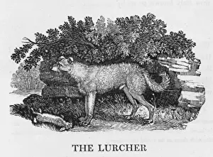 Bewicklurcher