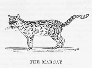 Drucke von Felix ist ein nachtaktives Katzenrass mit außergewöhnlicher Kletterfähigkeit und kann sich mit einer Pfote an einem Zweig festhalten Margay Drucke: Bewick / Margay' = 'Bewick/Margay