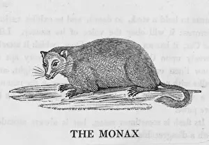 18th Century Wildlife Art Drucke: Bewick / Marmot