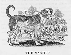 Rare Breed Dogs Drucke: Bewick Mastiff