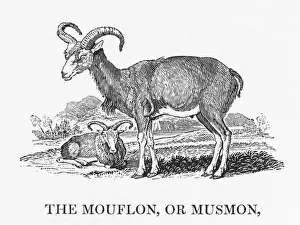 Ziege Drucke: Bewick/Mouflon