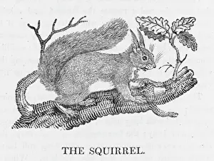 Drucke von (sciurus vulgaris) Dies ist der sogenannte rotfuchs, einst weit verbreitet im Vereinigten Königreich aber jetzt hauptsächlich durch seinen grauen Cousin aus Amerika verdrängt Eichhörnchen Drucke: Weichselhuhn Rotfuchs