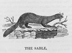 Bewick/Sabel