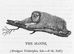 Wildlife Prints For Sale Online Drucke: Bewick / Sloth