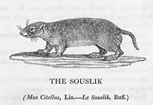 Bewick/Souslik