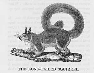 Indian Subcontinent Animals Drucke: Bewick Squirrel Longtail