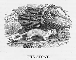 Mustelid Species Drucke: Bewick / Stoat