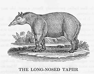 Tapirus Terrestris Drucke: Bewick / Tapir