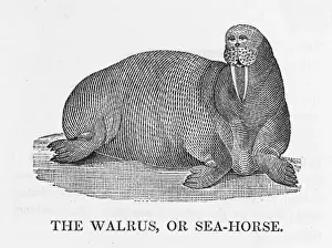 Thomas Bewick Artwork Drucke: Bewick / Walrus