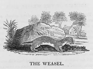Mustelid Animals Drucke: Bewick / Weasel