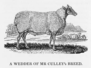 Vintage Farm Animals Drucke: Bewick - Wedder Sheep