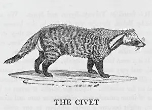 Drucke von (Vombatus ursinus) Ein bärähnliches Marsupial, das in Australien lebt und umfangreiche Tunnelgräben gruben. Datum: 1790 Beuteltiere Drucke: Wombatschur