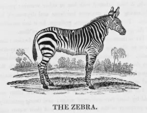 Equus Burchelli Drucke: Bewick / Zebra