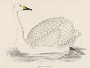 Victorian Era Wildlife Art Drucke: Bewicks Swan