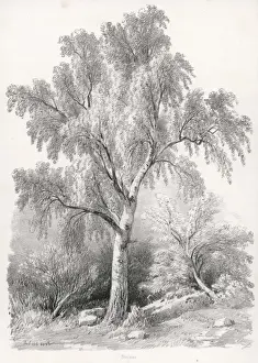 Birkenbaum