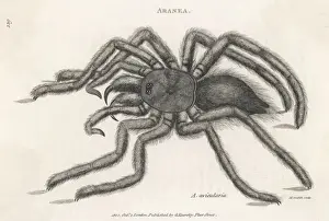 Drucke von Aranear Aviculare - ein Vogelfangspinnenvogel Huntsman-Spinne Drucke: Vogelfänger Spinne