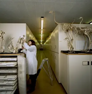 Natural History Museum Tring Drucke: Bird Collections