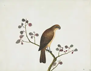 Vogeldarstellung
