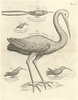 Vogeldarstellung