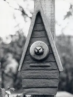 Blue Tit Nesting Box Drucke: Bird looking out of a nesting box
