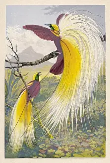 Gerahmter Druck : Vögel des Paradieses Gerahmter Druck : Vögel des Paradieses