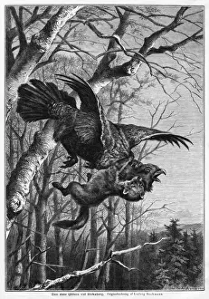 Predator Bird Images Drucke: Bird and Predator