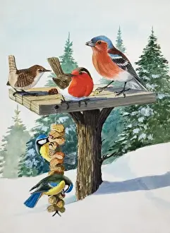 Snowy Bird Scene Drucke: Birds on a bird table