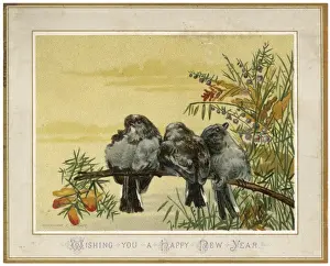 19th Century Bird Art Drucke: Birds on a Bough