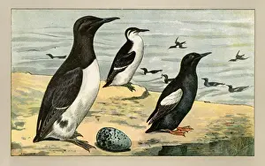 Black And White Bird Illustration Drucke: Three birds with an egg